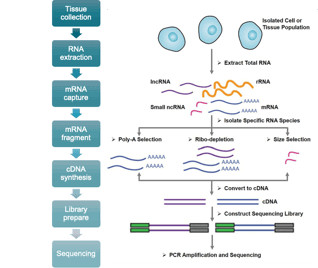 rna-sequencing