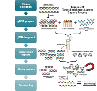 whole-exome-sequencing