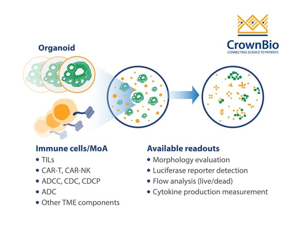 CrownBio tumor organoid and autologous immune cell co culture