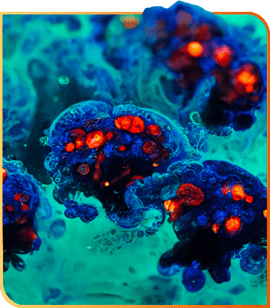 冠科生物推出OrganoidXplore平台:利用高效的大规模类器官药物筛选技术引领革命性癌症研究